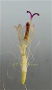  Disc floret